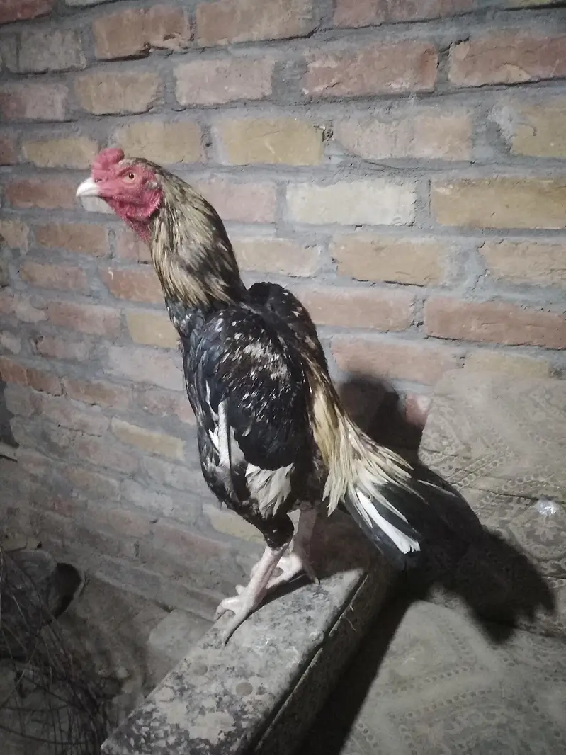 quality birds sawa