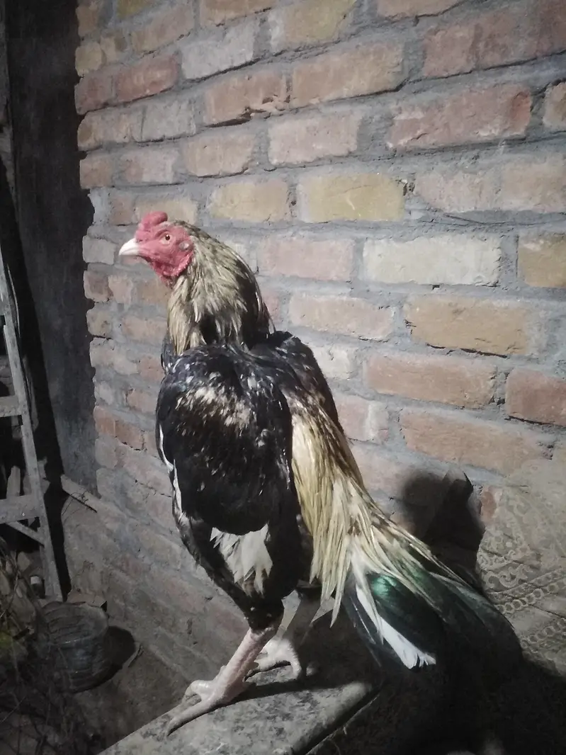 quality birds sawa — photo 2