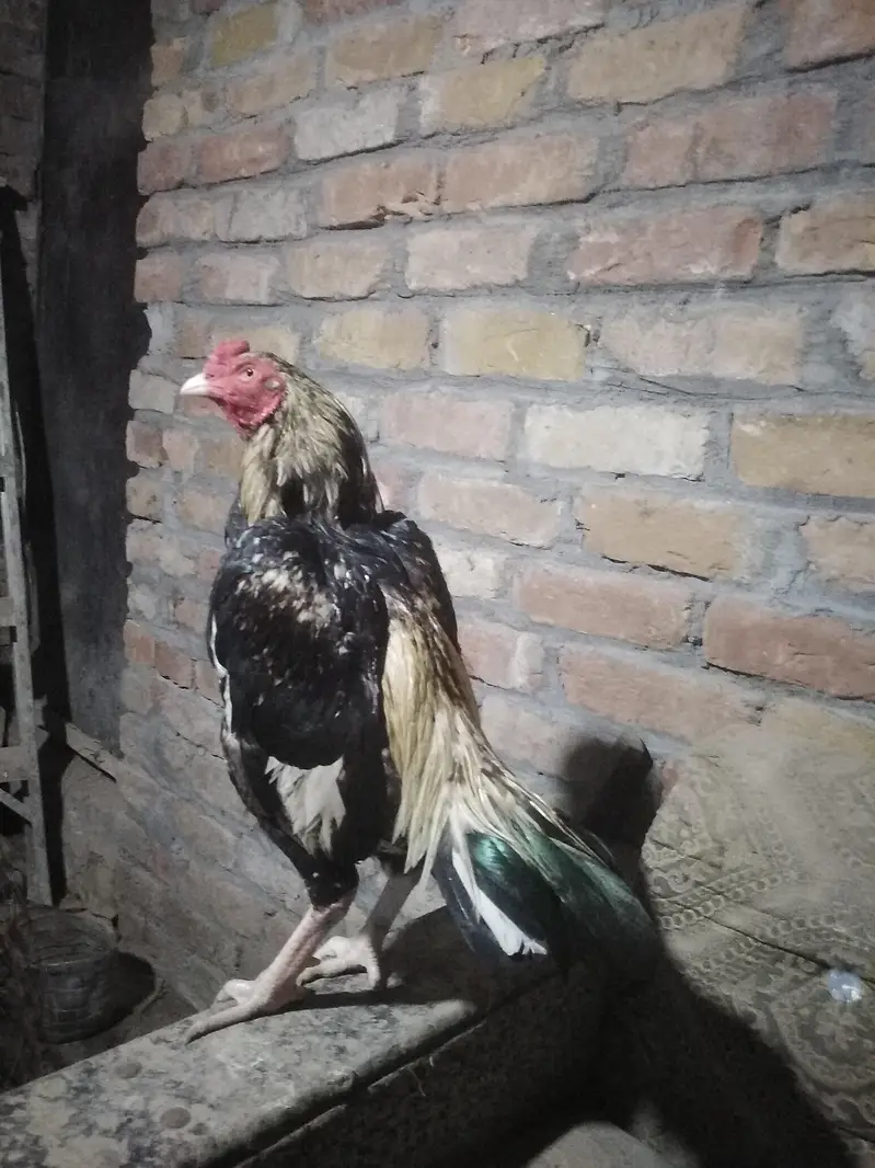quality birds sawa — photo 3
