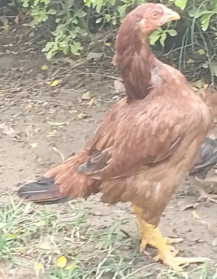 Aseel Hen — photo 2