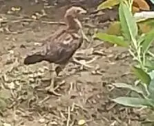 Aseel Hen — photo 4