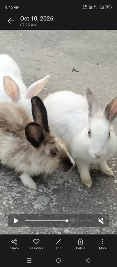 fancy rabit for sale angora mix cross