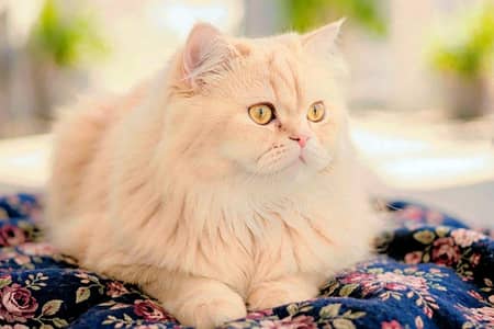 ( persian) Adult male colour:Golden+light Orange Healthy Litter traind