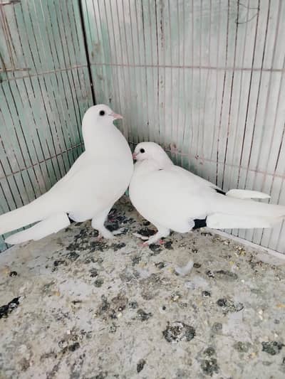 Gola kabootar pair