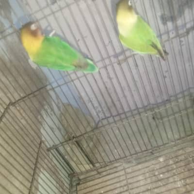 love birds