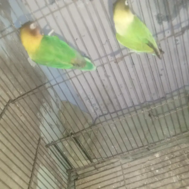 love birds