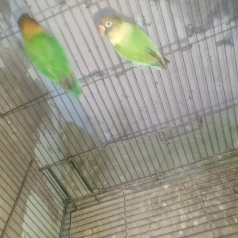 love birds — photo 2