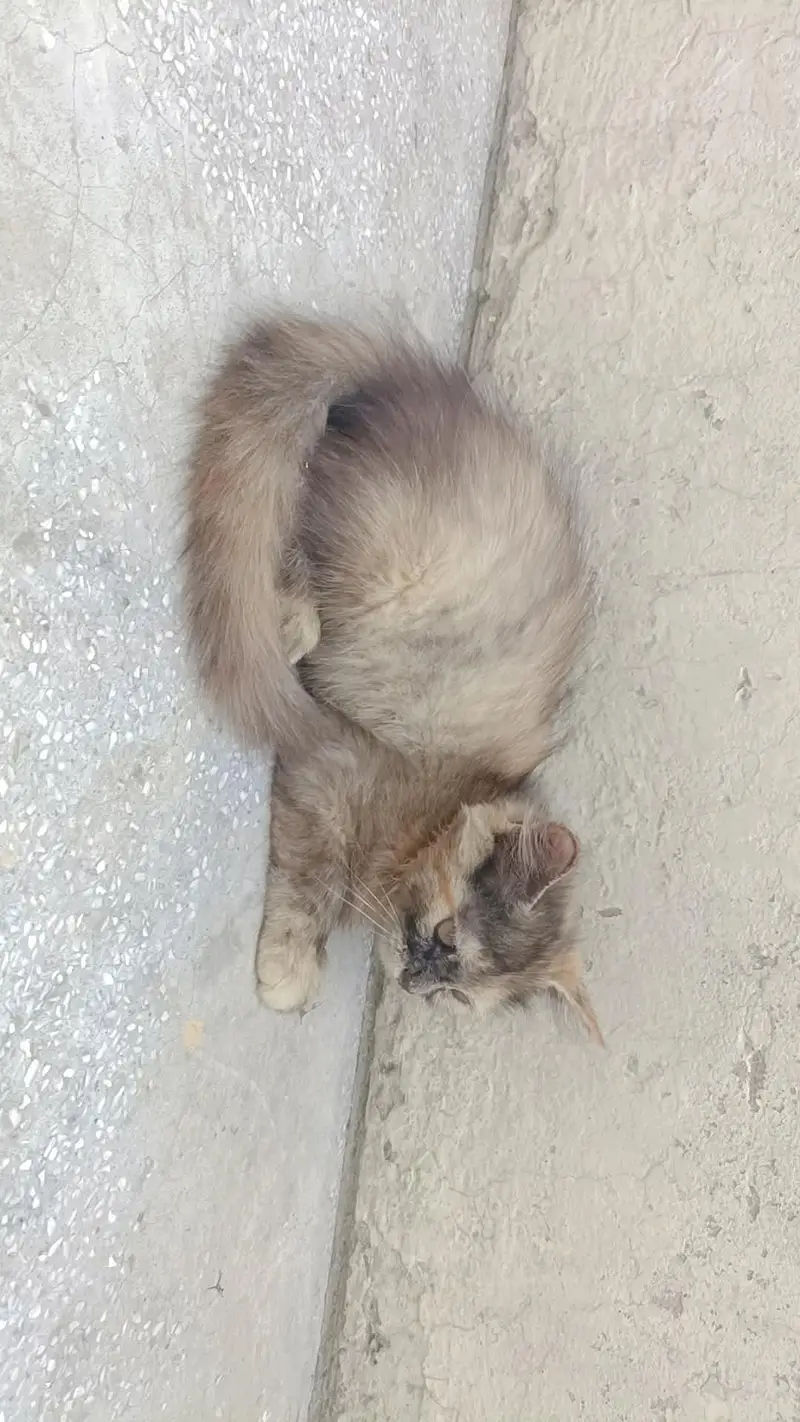 kitten for sale — photo 2