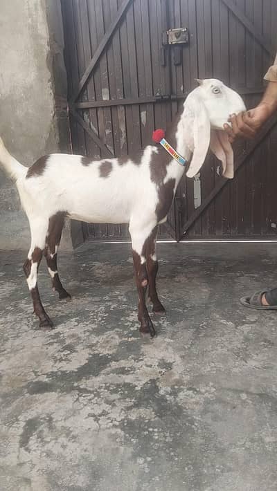 bakri urgent sale