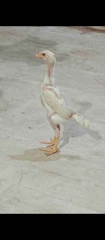 White king size shamo Aseel