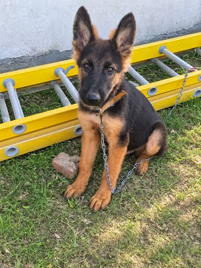 German shepherd puppy dog for sale