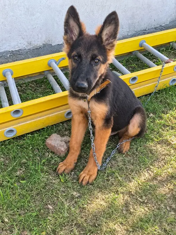 German shepherd puppy dog for sale