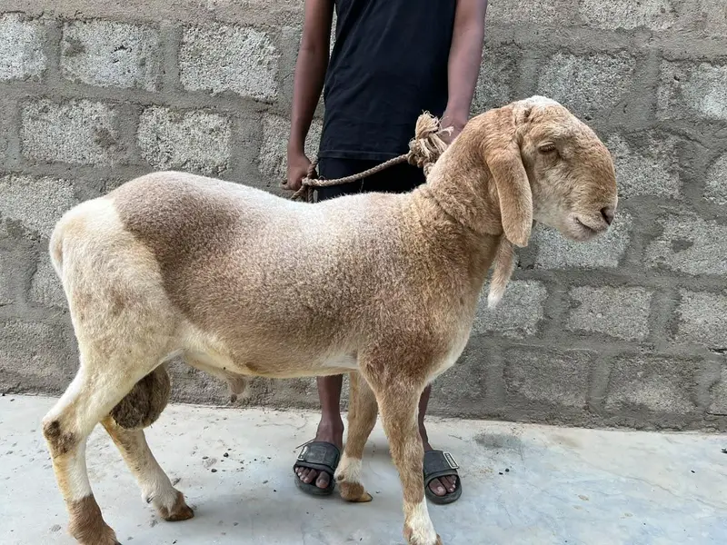 Dumba