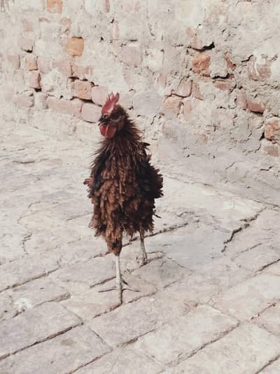 frizzle pair for sale