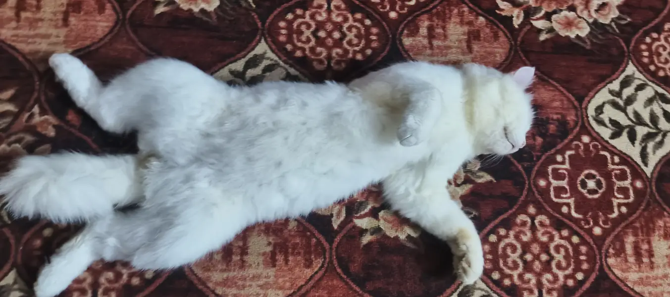 Persian cat for sale