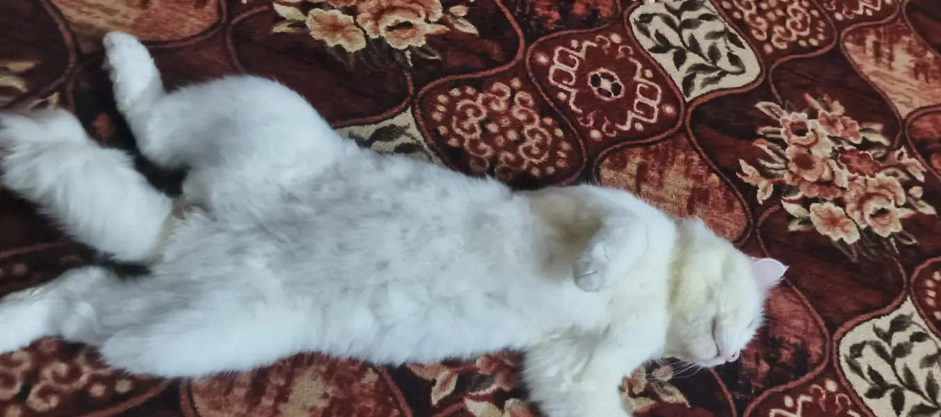 Persian cat for sale — photo 2