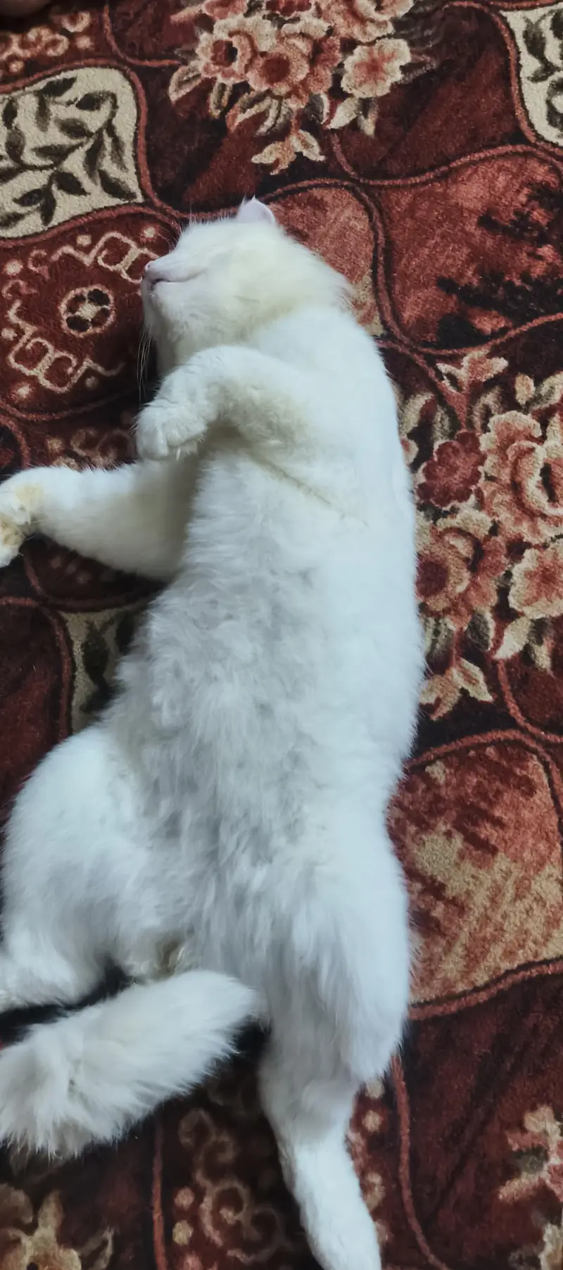 Persian cat for sale — photo 3