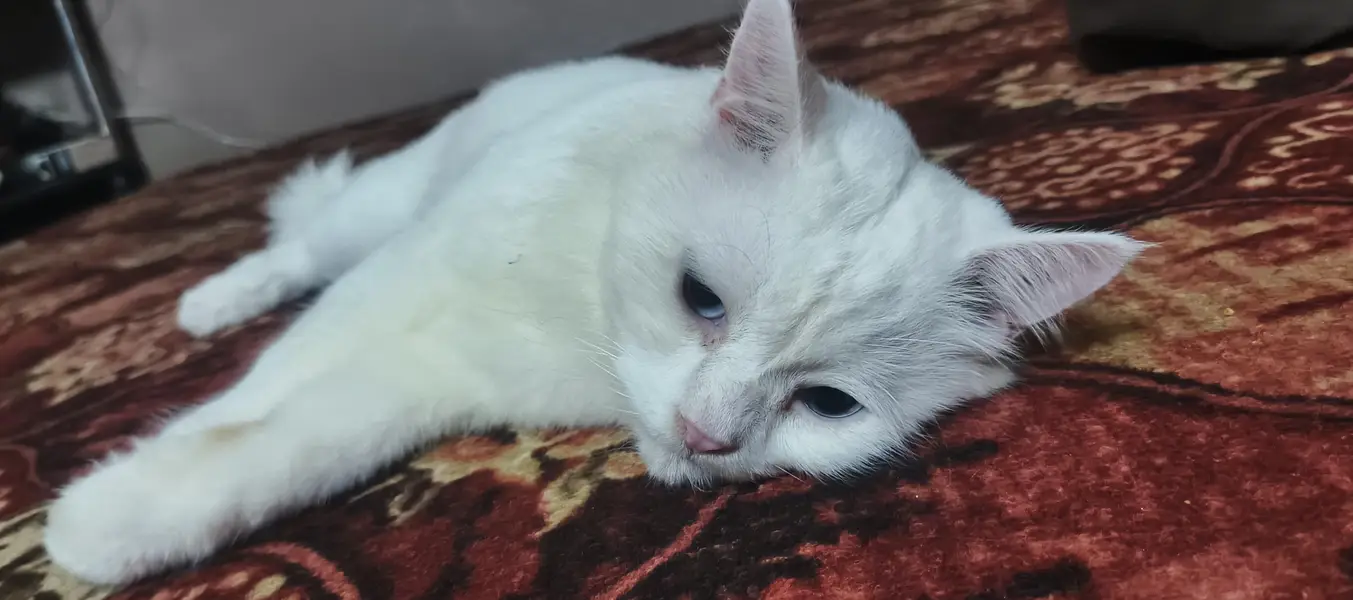 Persian cat for sale — photo 4