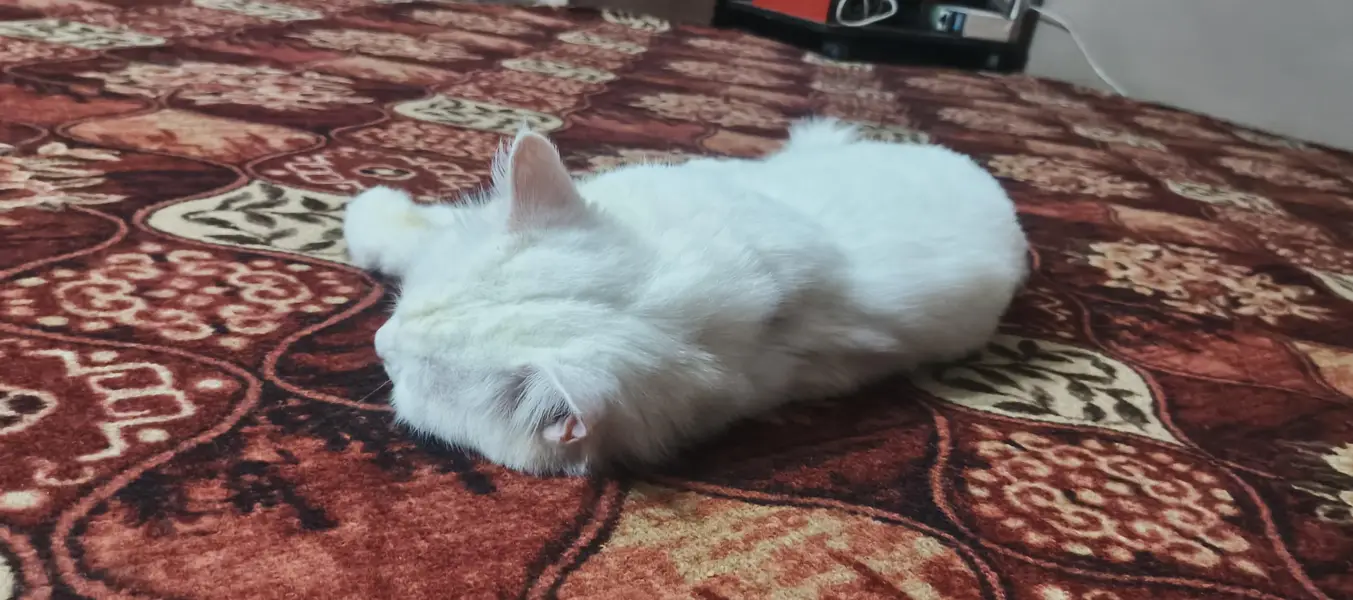 Persian cat for sale — photo 5