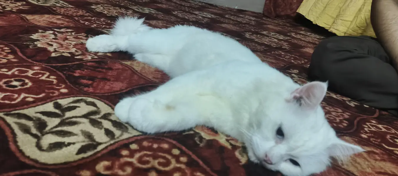 Persian cat for sale — photo 6
