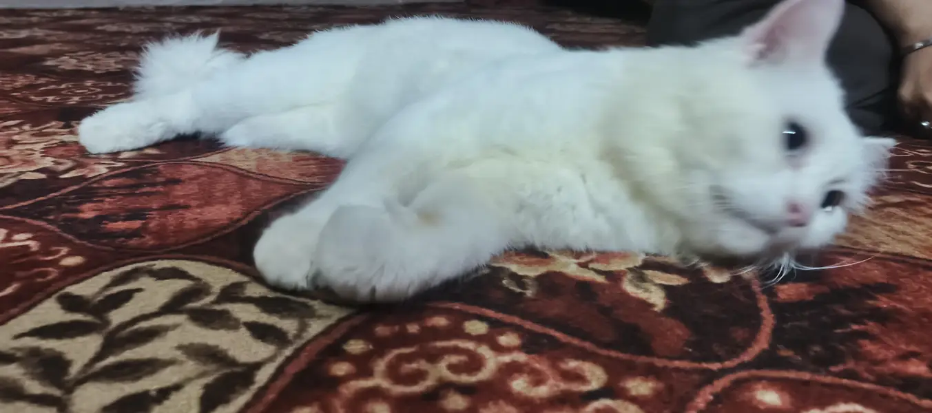 Persian cat for sale — photo 7