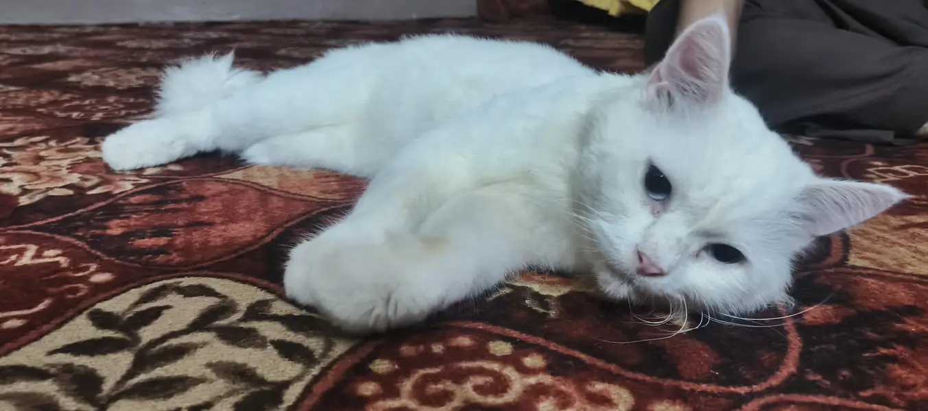 Persian cat for sale — photo 8