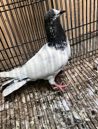 03165841195 Male lukaa for sale bhout he kabosorat aur achi chez hai