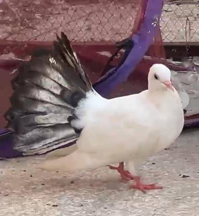2 female for sale 250 ke aik aur aik laka male 1000 ka