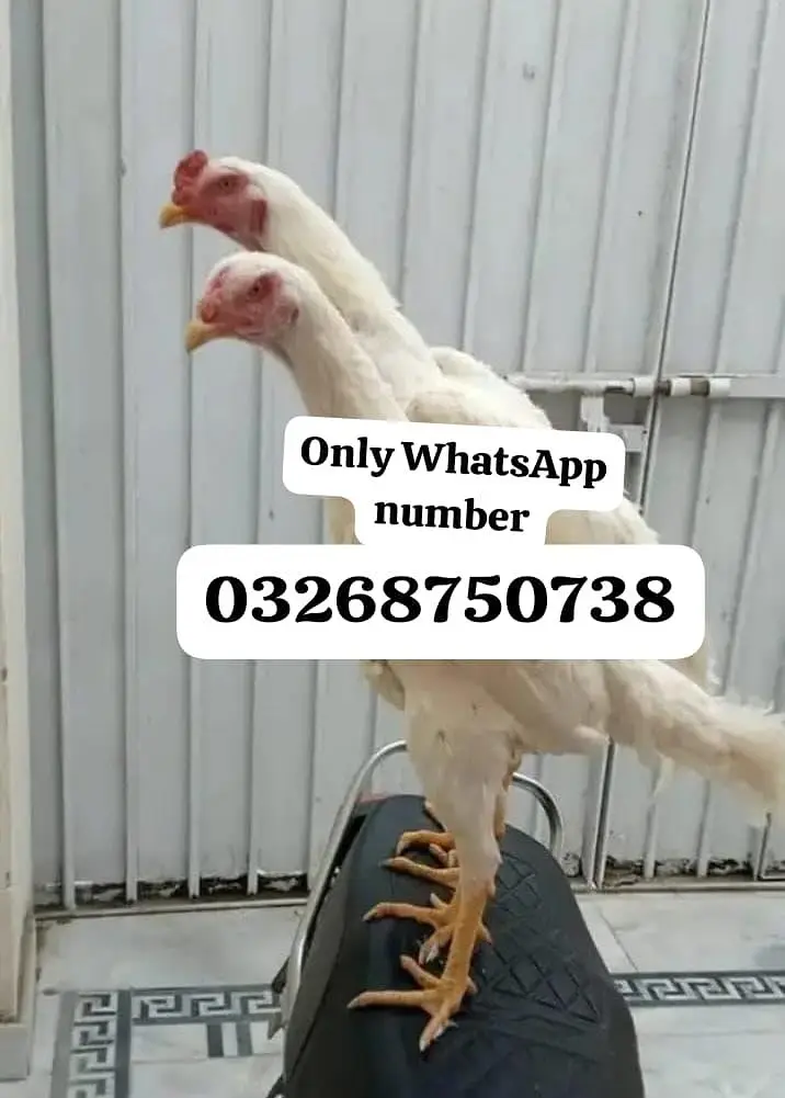 Hira Shamu aseel pair for sale
