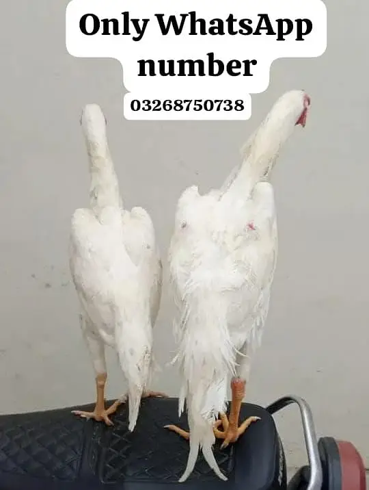 Hira Shamu aseel pair for sale — photo 2