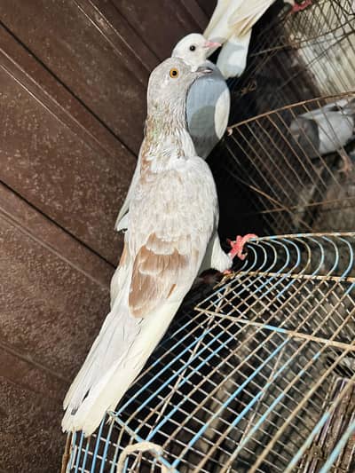 low flyer and high flyer for sale