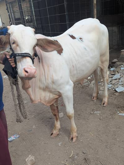 Gulabi Bachia Suraj Mukhi