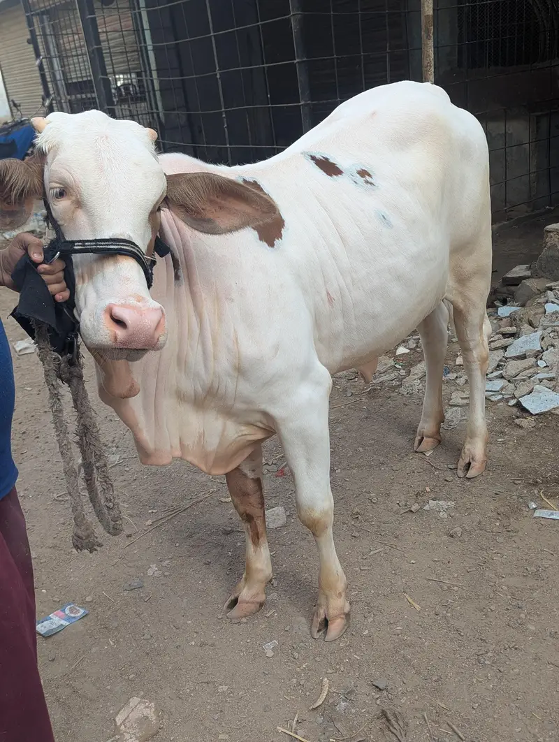 Gulabi Bachia Suraj Mukhi