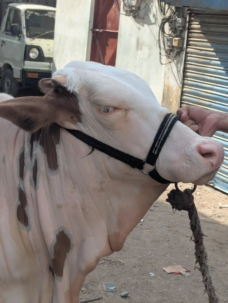Gulabi Bachia Suraj Mukhi — photo 3