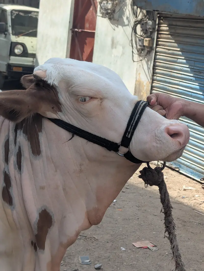 Gulabi Bachia Suraj Mukhi — photo 4