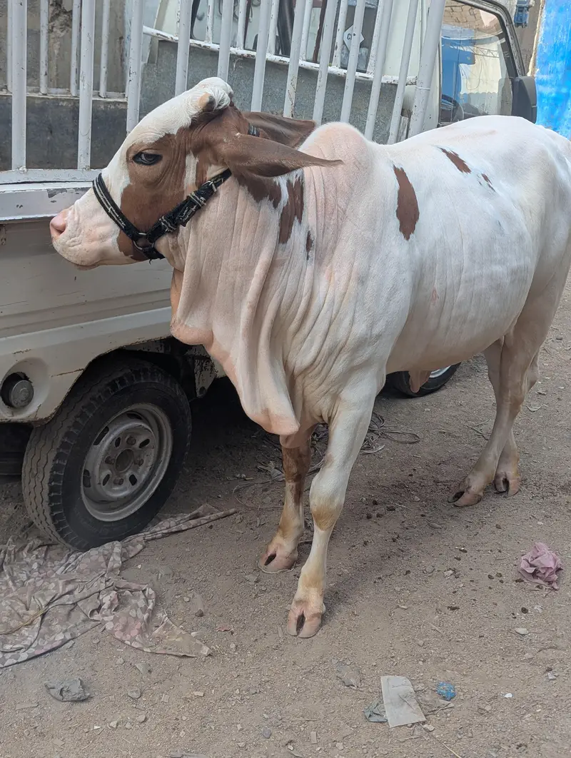Gulabi Bachia Suraj Mukhi — photo 5