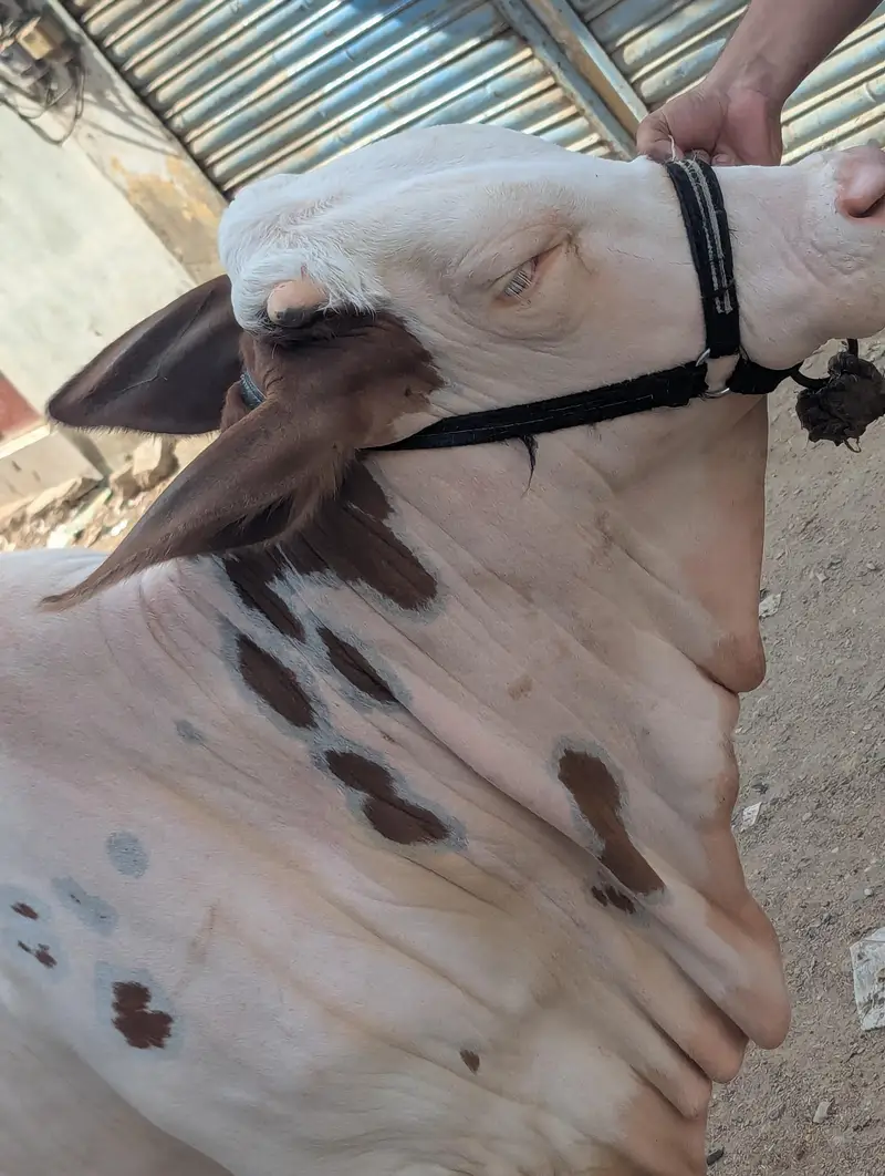 Gulabi Bachia Suraj Mukhi — photo 6