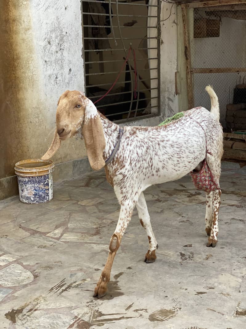 Makki cheeni (Beetal) 0