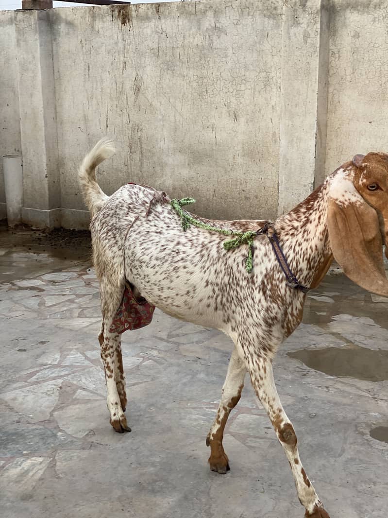 Makki cheeni (Beetal) 2