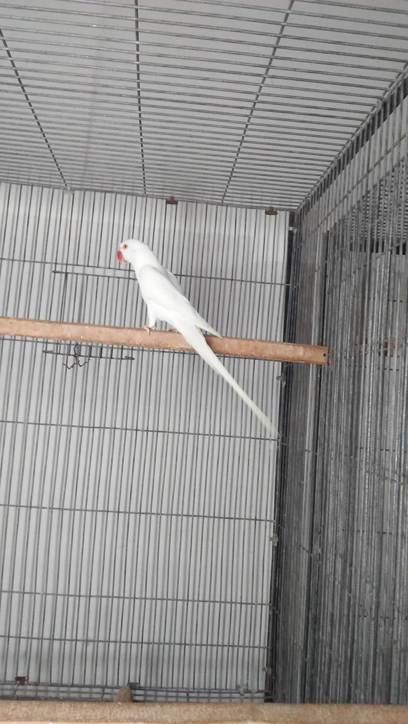 White Ring Neck 0