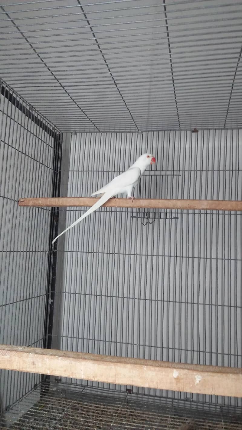White Ring Neck 1