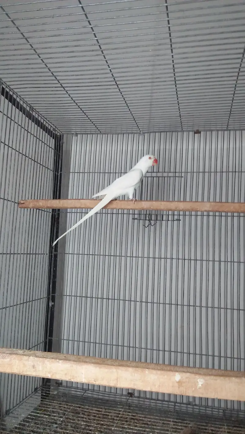 White Ring Neck — photo 2