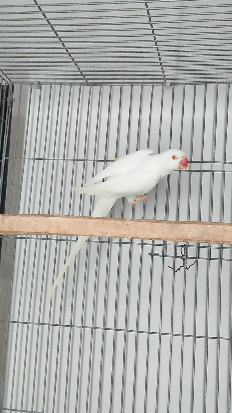 White Ring Neck 2