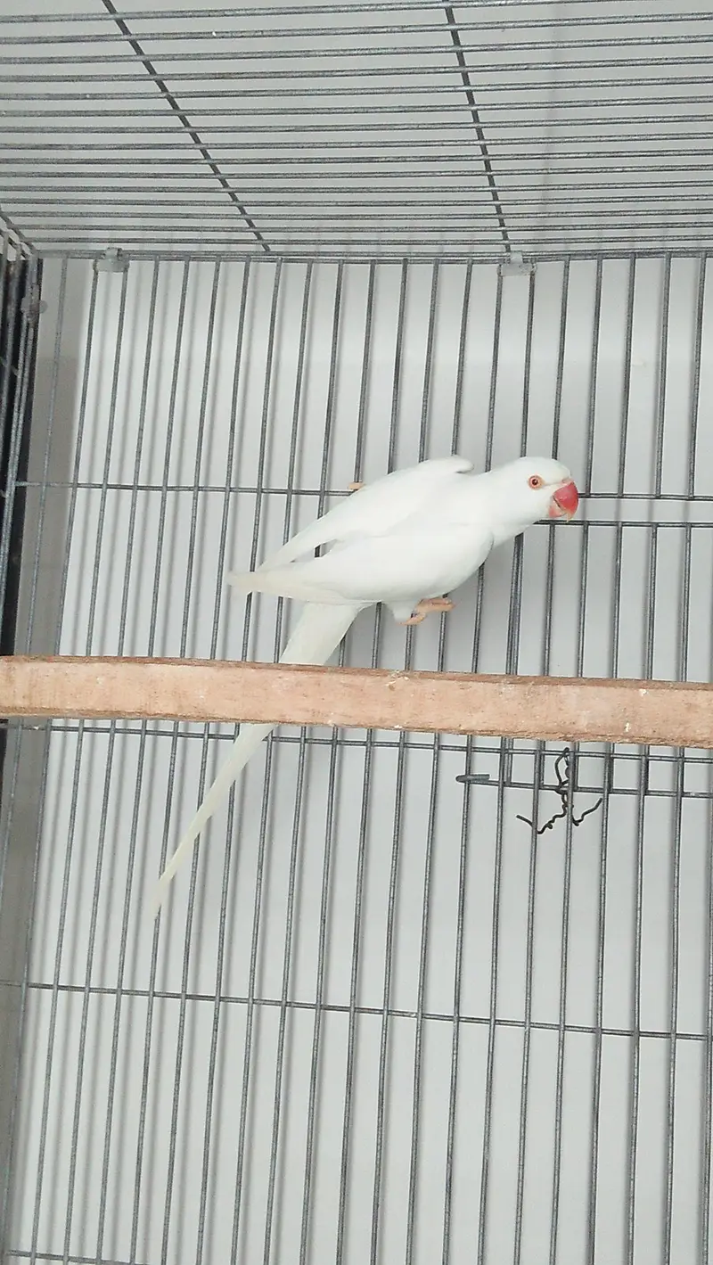 White Ring Neck — photo 3