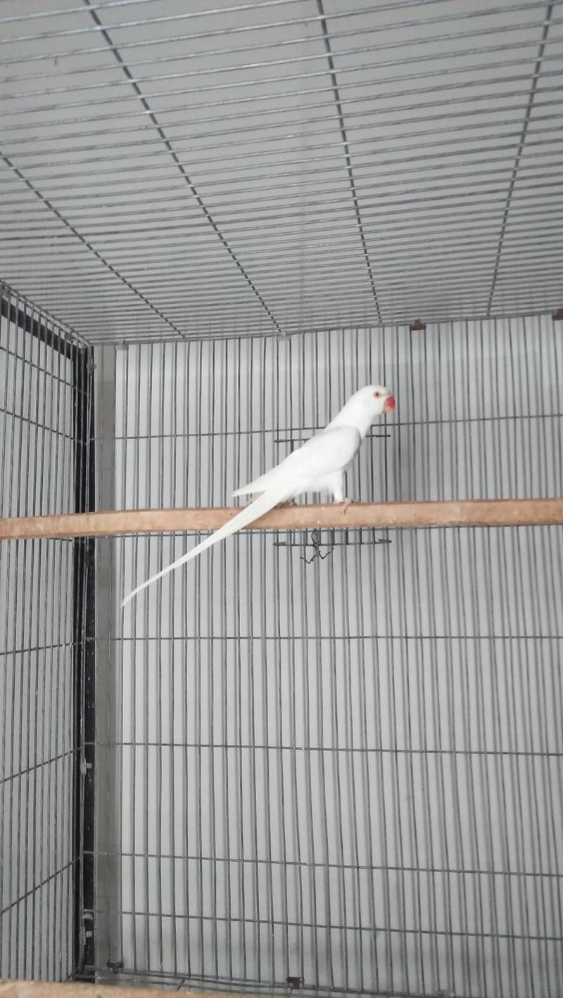 White Ring Neck 3