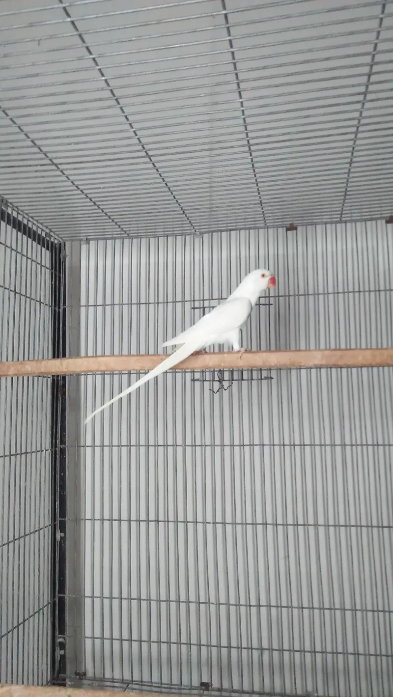 White Ring Neck — photo 4