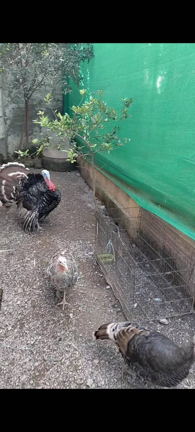turkey hen for sale