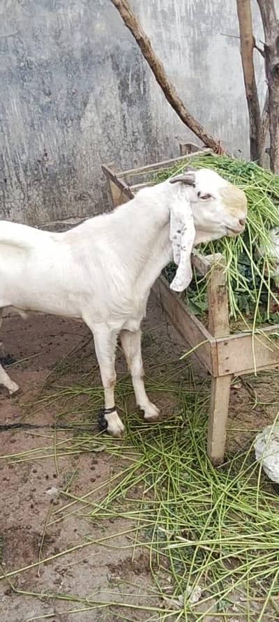 Desi Bakray for Sale – Breeding & Qurbani Purpose
