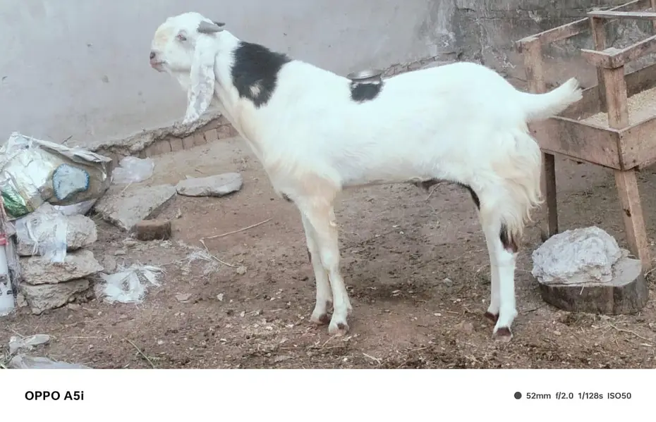 Desi Bakray for Sale – Breeding & Qurbani Purpose — photo 2