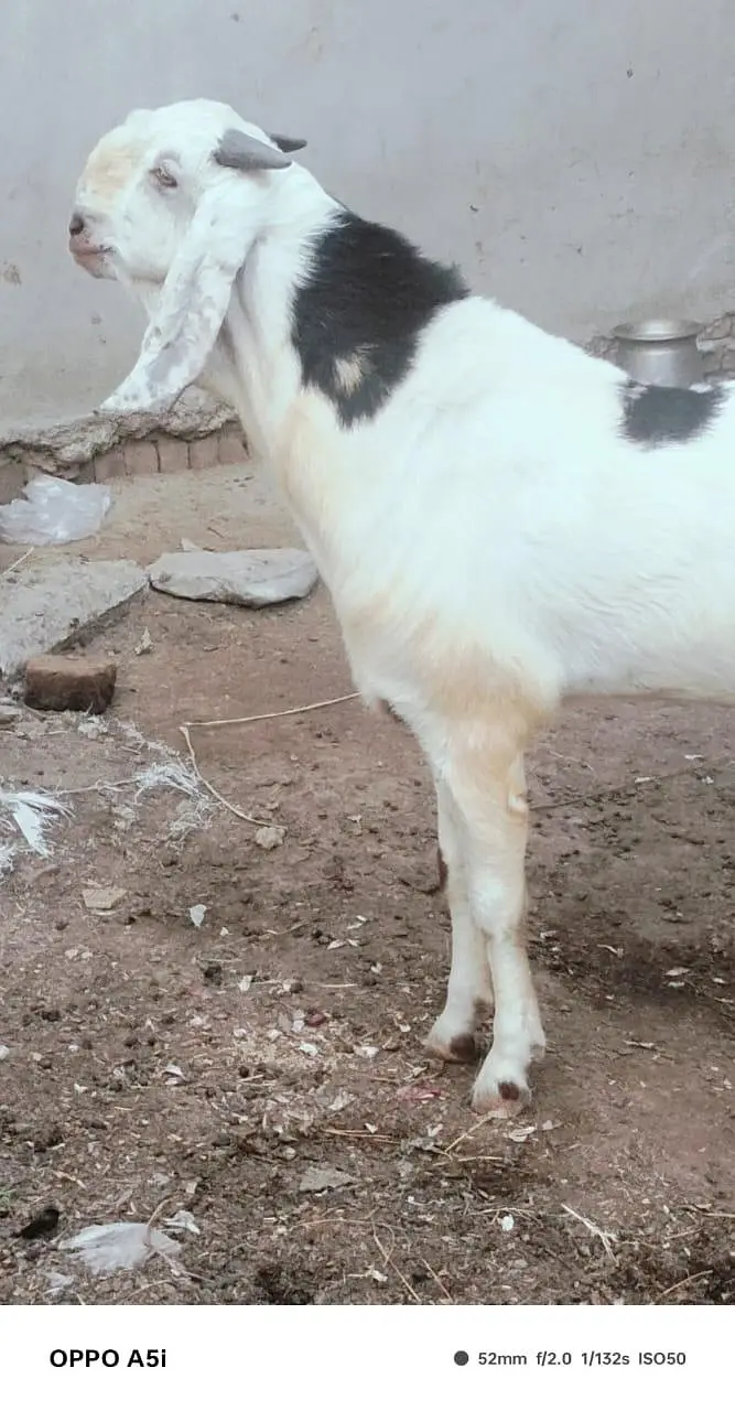 Desi Bakray for Sale – Breeding & Qurbani Purpose — photo 3
